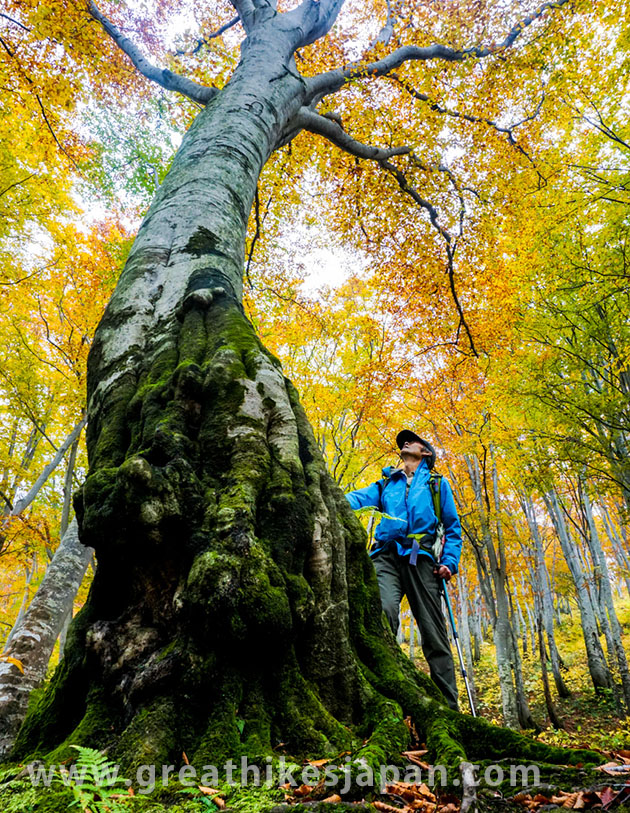 hiking in Japan