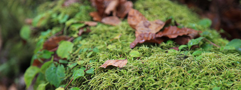 ABOUT TRAIL