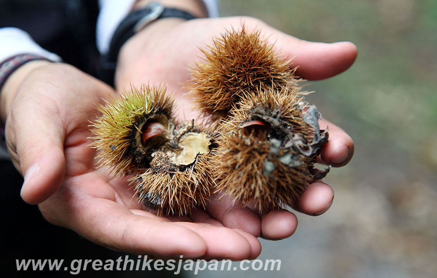 hiking in Japan